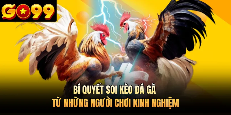 Bí quyết soi kèo đá gà từ những người chơi kinh nghiệm