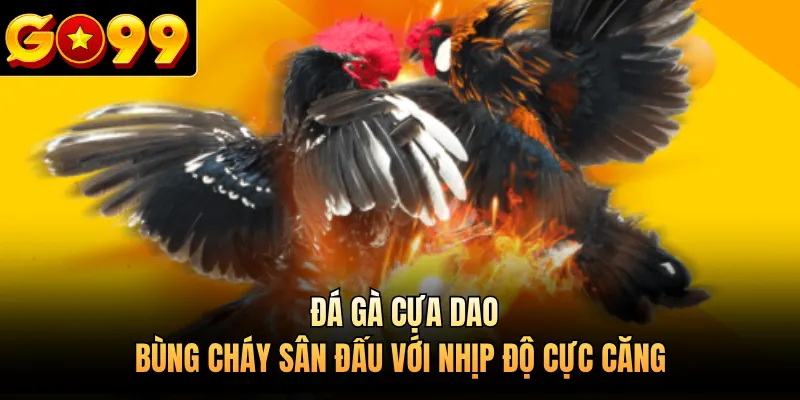Đá Gà Cựa Dao - Bùng Cháy Sân Đấu Với Nhịp Độ Cực Căng