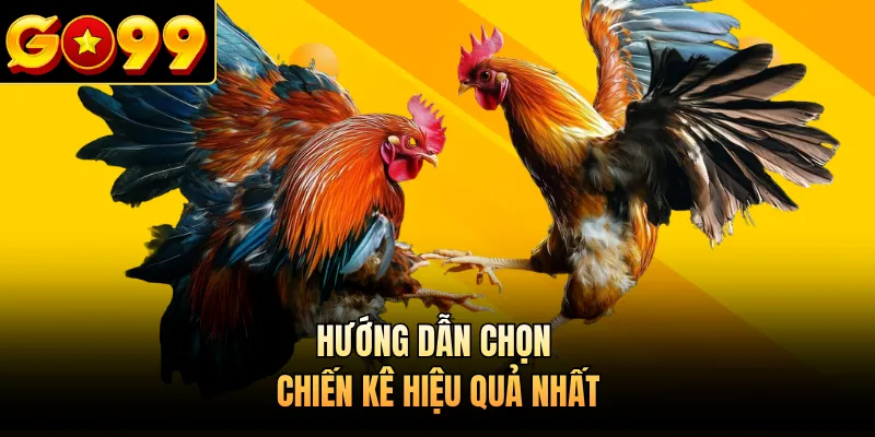 Hướng dẫn chọn chiến kê hiệu quả nhất